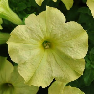 Sophistica Lime Green1